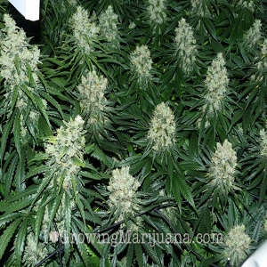 best website to order cannabis seeds