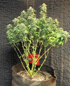 best weed seeds for indoor growing