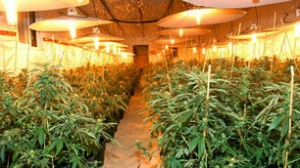 british cannabis seed banks