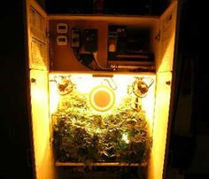arrested for buying marijuana seeds online
