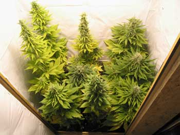 best place to buy feminized marijuana seeds