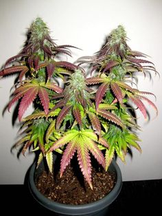 best prices cannabis seeds