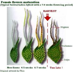 best way to germinate feminized marijuana seeds