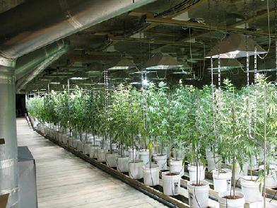 cannabis seed banks that ship to australia