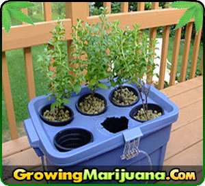 autoflowering feminized cannabis seeds usa