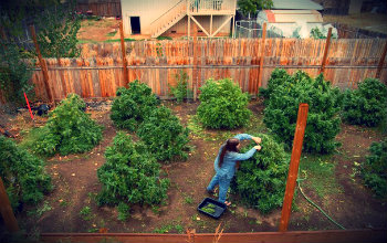 best time to plant weed seeds outside