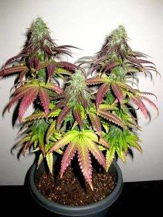 cannabis seed california