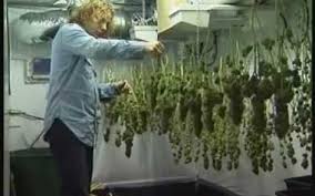 amsterdam marijuana seed bank legit