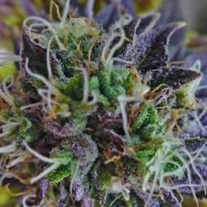 best marijuana seeds for sea of green