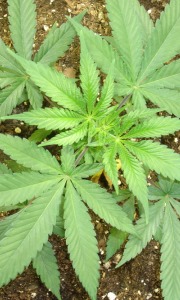 cannabis seed knot