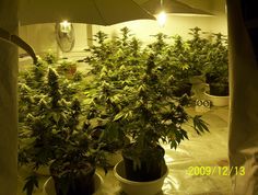 best marijuana seeds for first time growers
