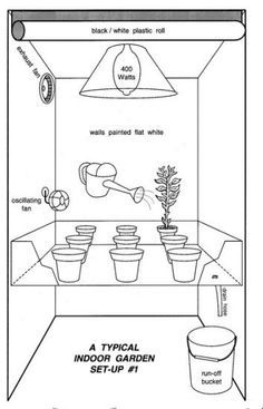 best way to plant cannabis seeds in soil