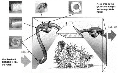 best way to germinate old cannabis seeds