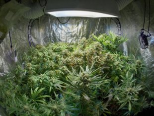best growing medium for cannabis seedlings