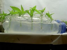 autoflowering seeds