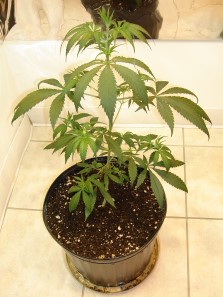 seed of marijuana