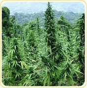 best place to buy feminized cannabis seeds