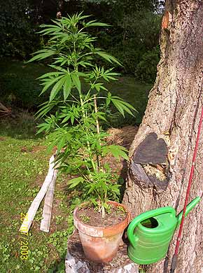 can you make weed tea with stems and seeds