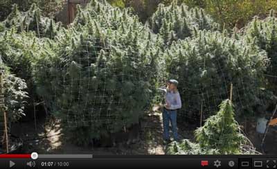 cannabis seed companies thialand