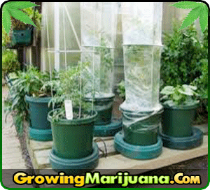 cannabis seed dealership