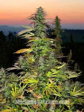 autoflower feminised cannabis seeds