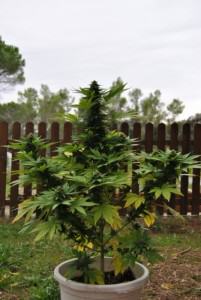 cannabis seed co
