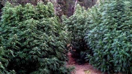 cannabis seed lifespan