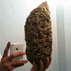 cannabis false picture pod seed