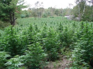 best soil for seedlings cannabis