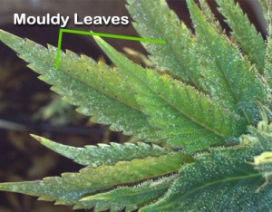 cannabis germinating seed