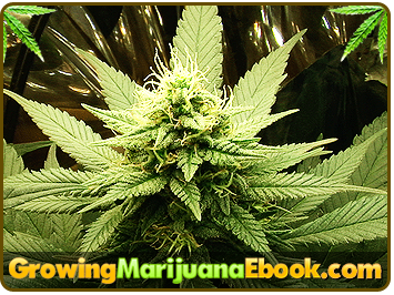 bonanza seeds cannabis