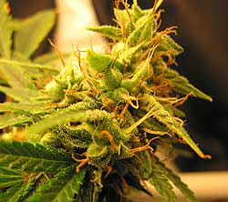 buy marijuana seeds online cheap