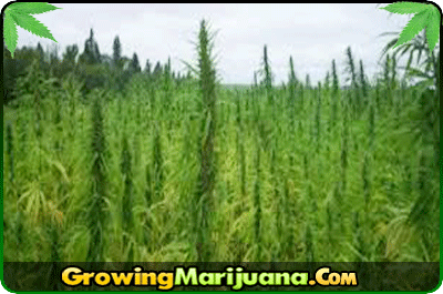 autoflower marijuana seeds canada