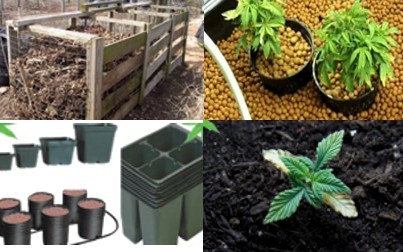 marijuana growing