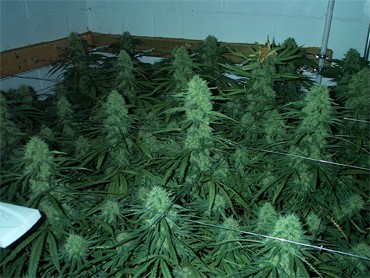 autoflowering cannabis seeds light cycle