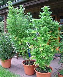 auto flowering weed seeds sale