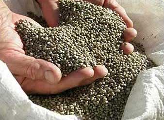 afghan seeds