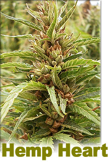 best feminized marijuana seeds