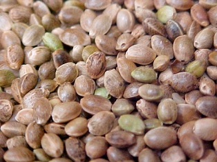 ca marijuana seeds