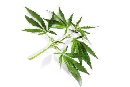 buying marijuana seeds legal