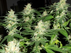 northern lights cannabis seeds