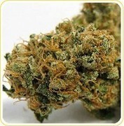 indoor marijuana seeds for sale