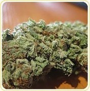 best cannabis seeds in usa