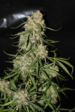 cannabis growing