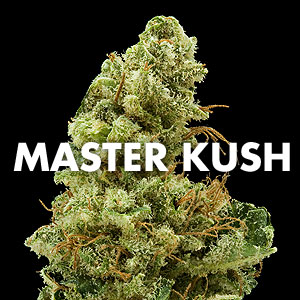 best website to get marijuana seeds