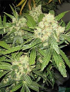 top marijuana seeds