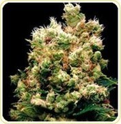 canada marijuana seeds for sale