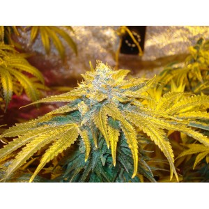 breeding seeds weed