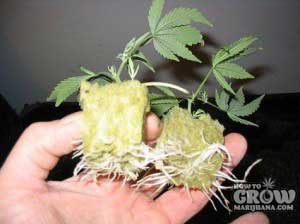 buy cannabis plant seeds