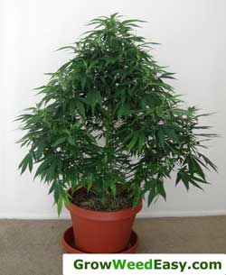 cannabis castle seeds